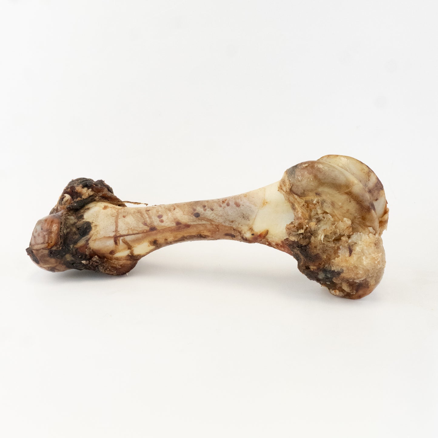 Dino Bone