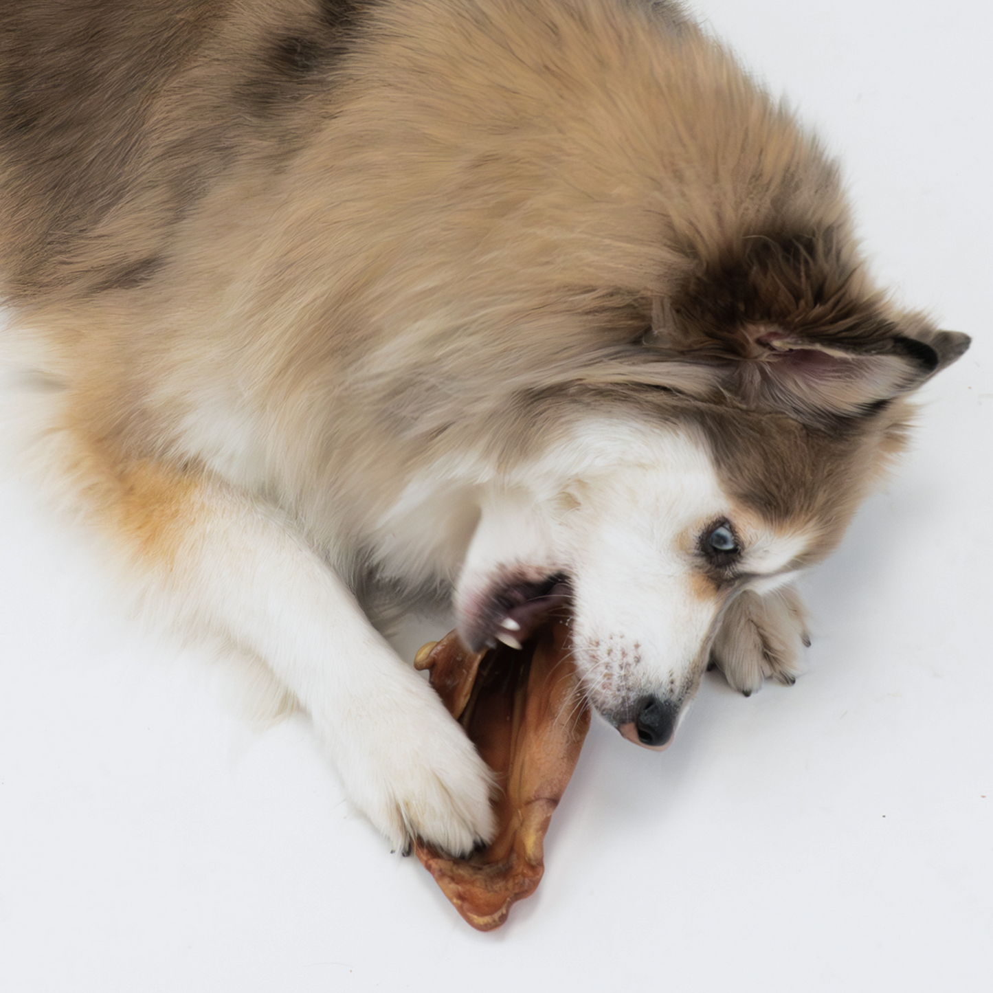 Pig Ear Dog Treat