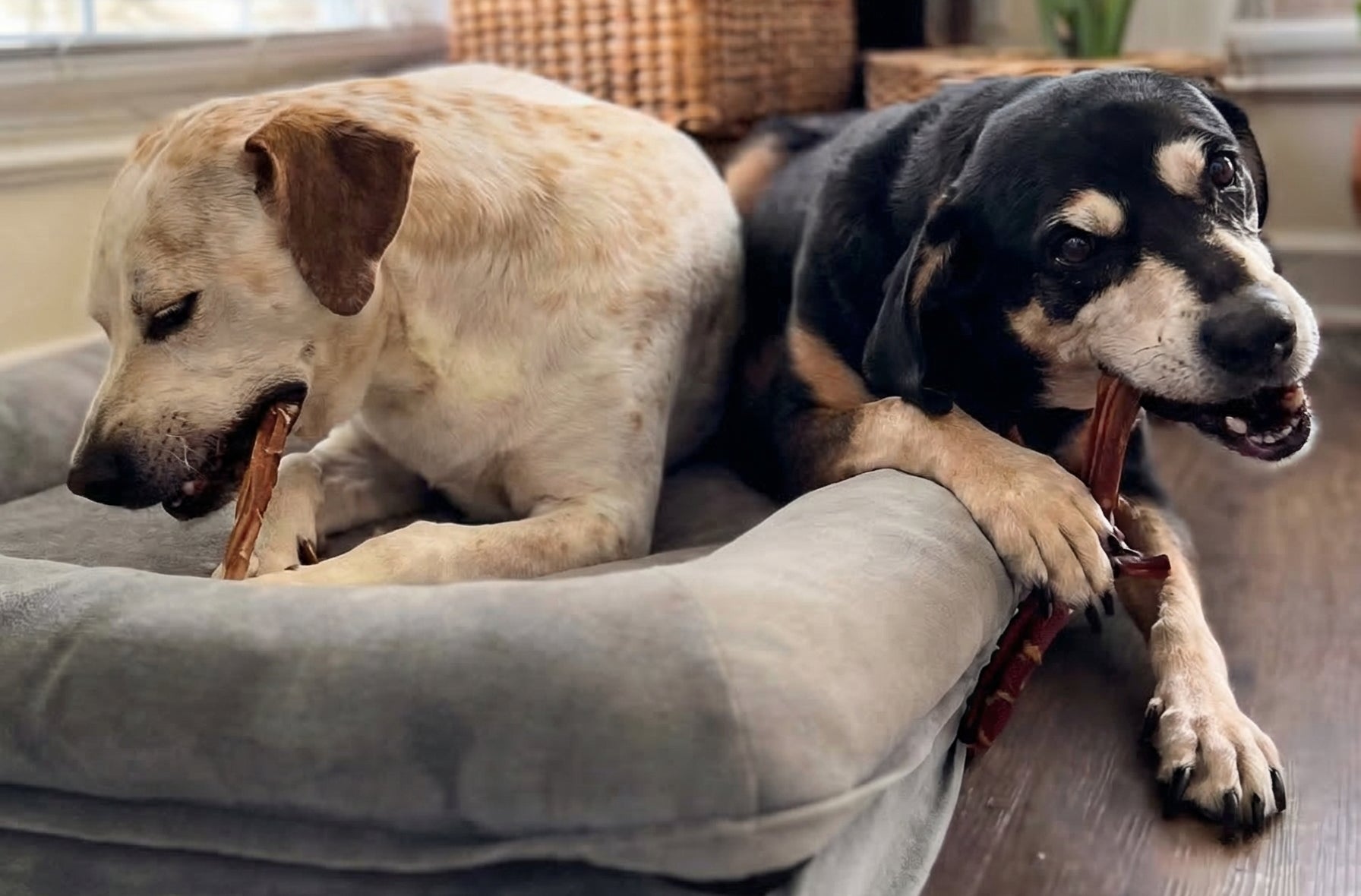 What to Look for in Bully Sticks? - Bonez Treats