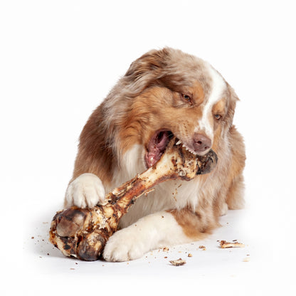 Dino Bone