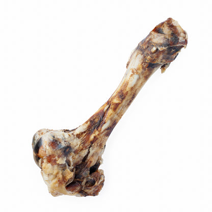 Dino Bone