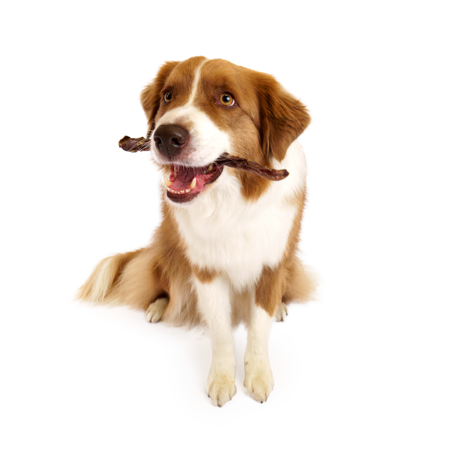 Standard Bully Sticks