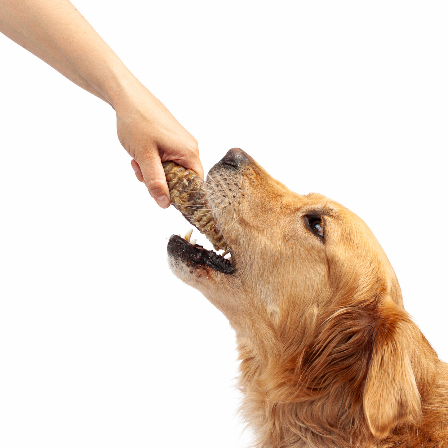 Beef Trachea